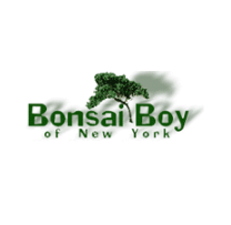 Bonsai Boy of New York