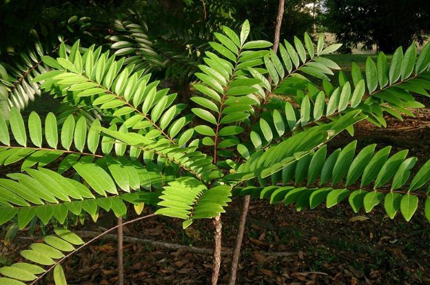 tongkat ali supplement benefits