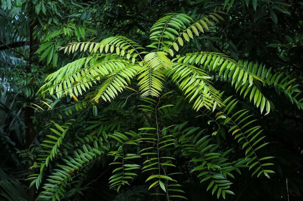 tongkat ali supplement benefits