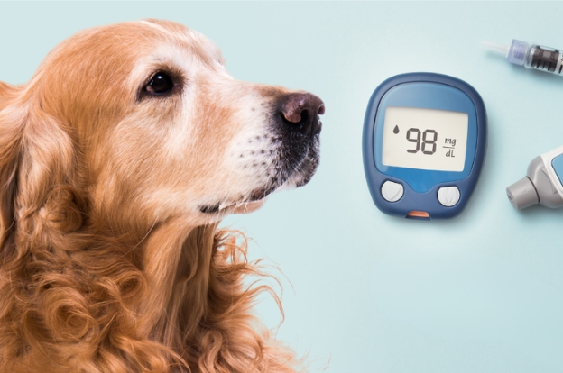 insulin-injections-for-dogs